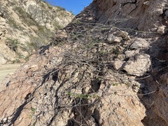 Euphorbia magdalenae