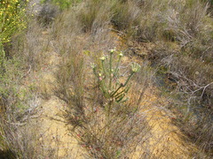Leucadendron levisanus