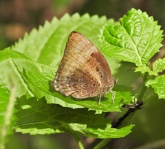 Arhopala micale