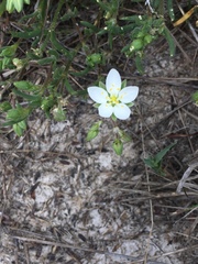Spergularia macrotheca
