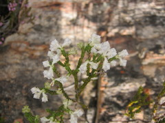 Erica fimbriata