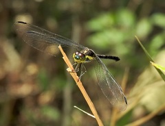 Agrionoptera longitudinalis biserialis