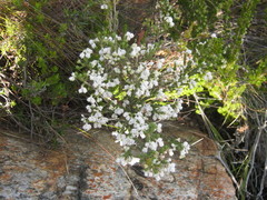Erica fimbriata