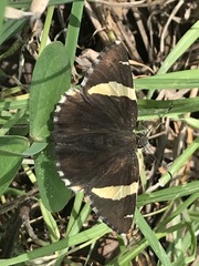 Thorybes pseudocellus