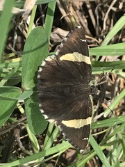 Thorybes pseudocellus