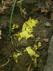 Pachyphlodes annagardnerae