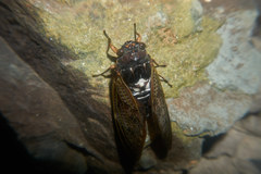 Graptopsaltria nigrofuscata