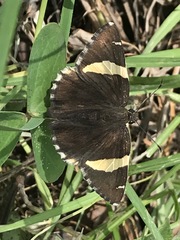 Thorybes pseudocellus