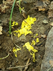 Pachyphlodes annagardnerae