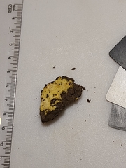 Pachyphlodes annagardnerae