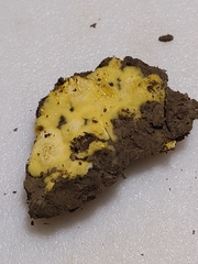 Pachyphlodes annagardnerae