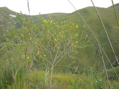 Liparia hirsuta