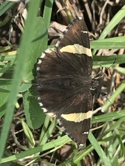 Thorybes pseudocellus