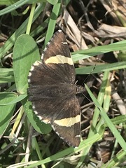 Thorybes pseudocellus