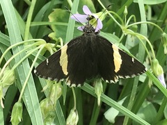 Thorybes pseudocellus