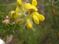 Liparia hirsuta