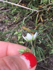Spergularia macrotheca