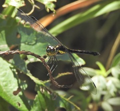 Agrionoptera longitudinalis biserialis
