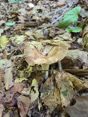 Russula eccentrica