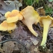 Cantharellus flavolateritius - Photo (c) Stephen Russell,  זכויות יוצרים חלקיות (CC BY-NC), הועלה על ידי Stephen Russell
