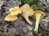 Cantharellus flavolateritius - Photo (c) Stephen Russell, some rights reserved (CC BY-NC), uploaded by Stephen Russell