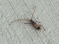 Phoracantha semipunctata