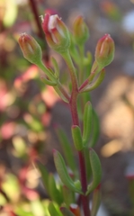 Mesembryanthemum longistylum