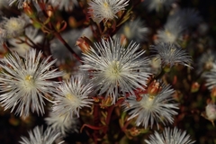 Mesembryanthemum longistylum