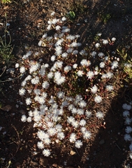 Mesembryanthemum longistylum