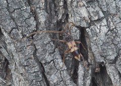 Phoracantha semipunctata