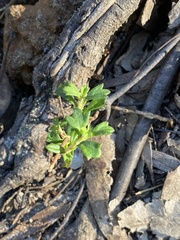 Xanthosia tridentata