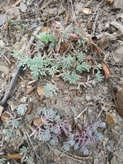 Sedum hispanicum