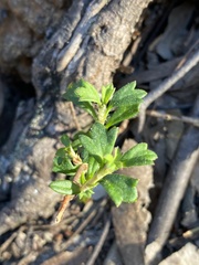 Xanthosia tridentata