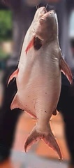 Pangasius larnaudii