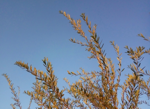 iNaturalist observation photo of Arroyo Willow