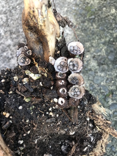 Cyathus pallidus observed 2021-08-15