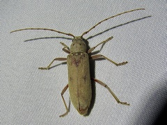 Eburia mutica
