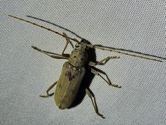 Eburia mutica