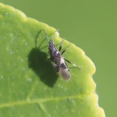 Oxycarenus luctuosus