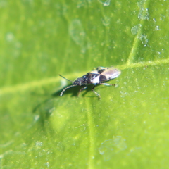 Oxycarenus luctuosus