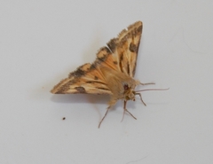 Heliothis scutuligera