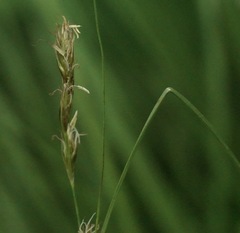 Carex tumulicola