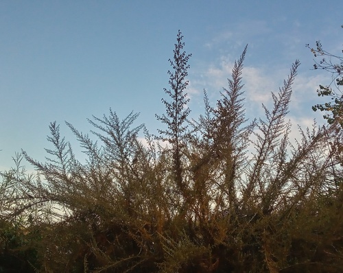 iNaturalist observation photo of California sagebrush