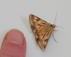 Heliothis scutuligera