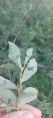 Salix kochiana