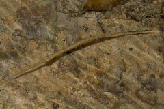 Fistularia commersonii