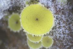 Ascobolus crenulatus