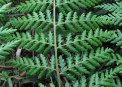 Hypolepis sparsisora