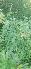 Salix kochiana