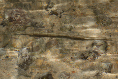 Fistularia commersonii